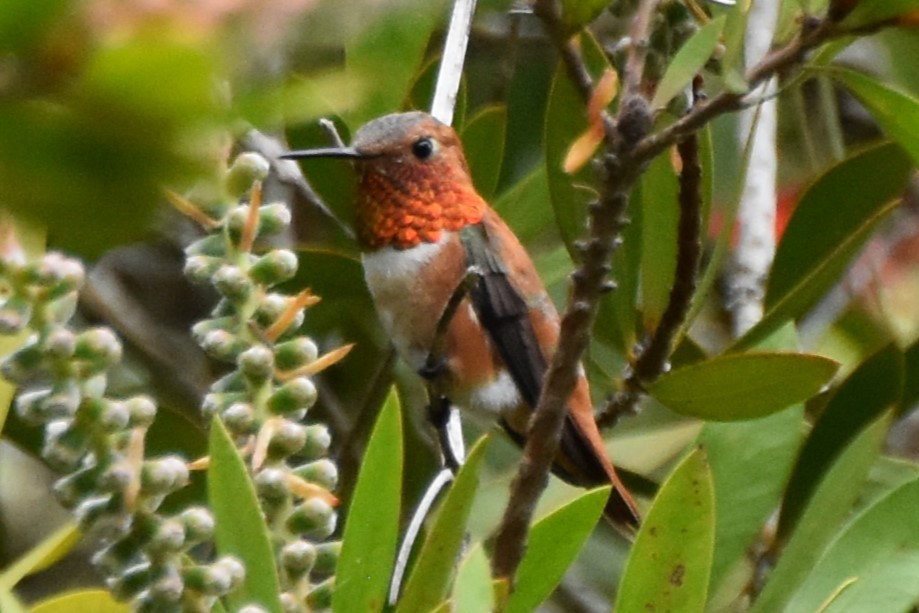 Rufous Hummingbird - ML617803149