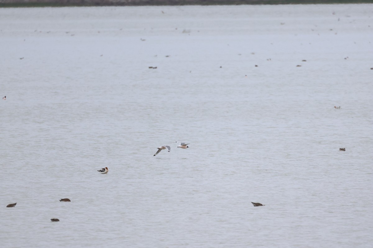 Avoceta Americana - ML617803173