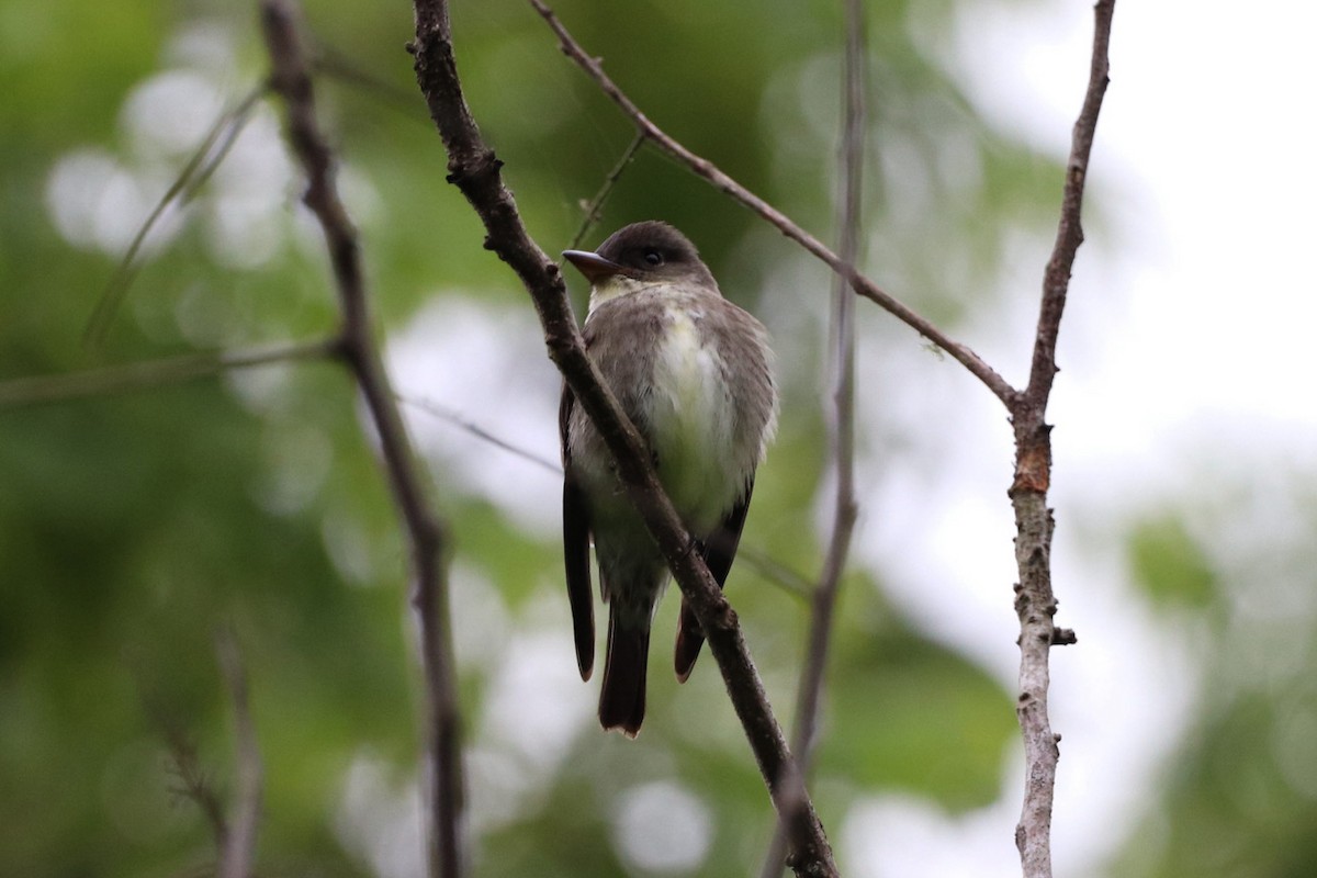 Olive-sided Flycatcher - ML617803186