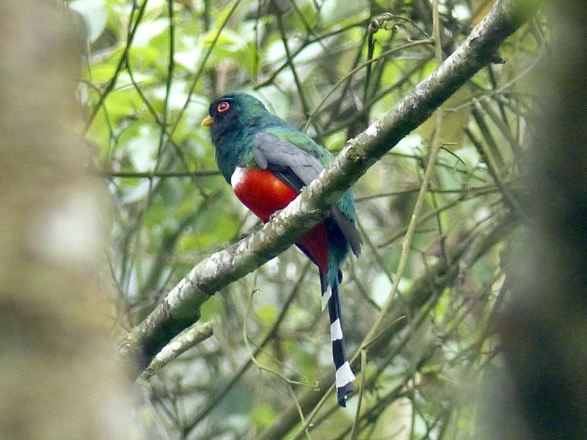 trogon mexický - ML617803228