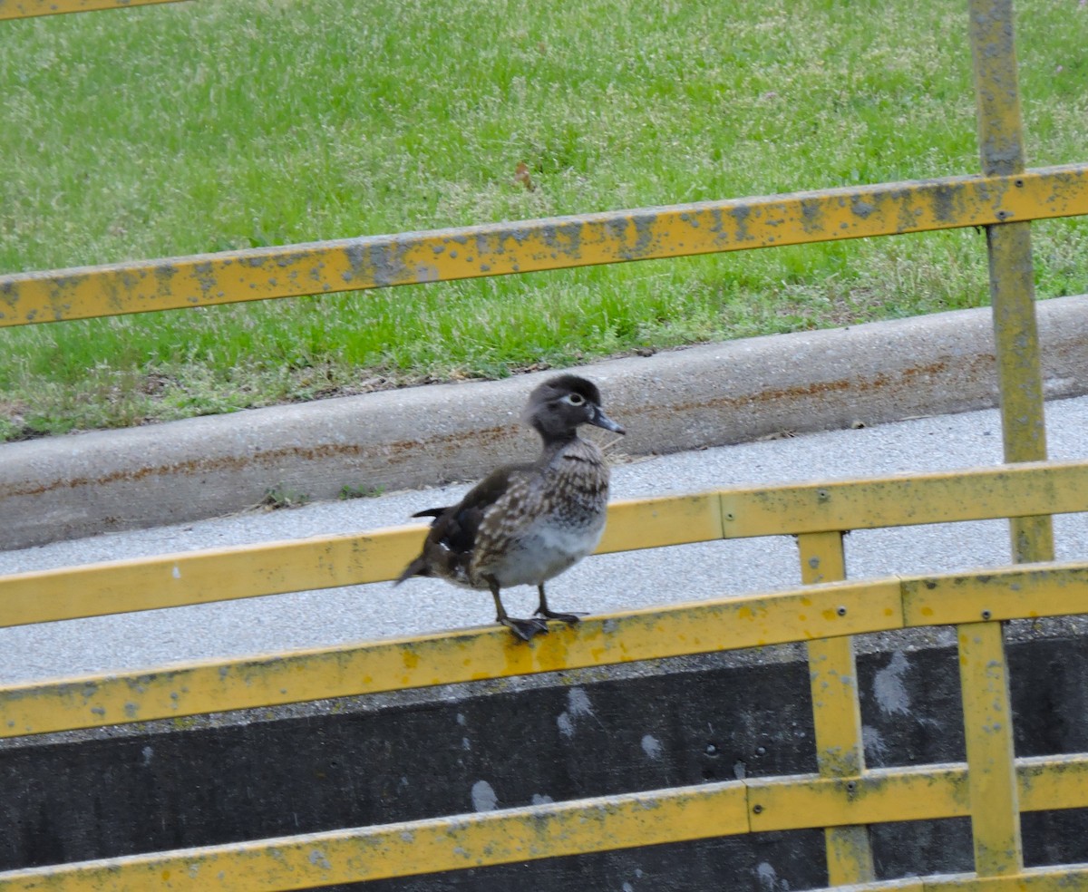 Wood Duck - ML617803231