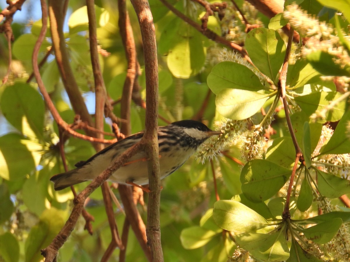 Paruline rayée - ML617803232