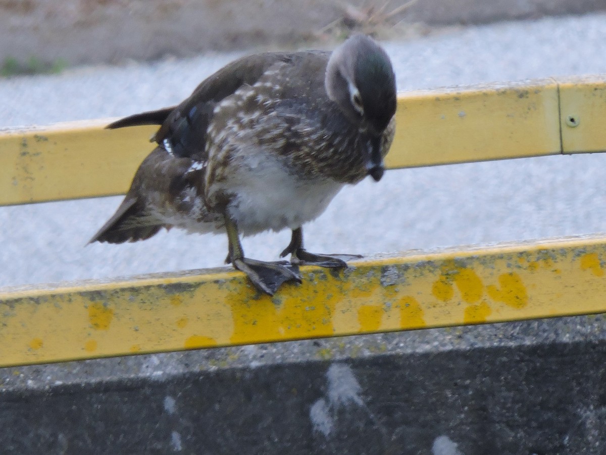 Wood Duck - ML617803233