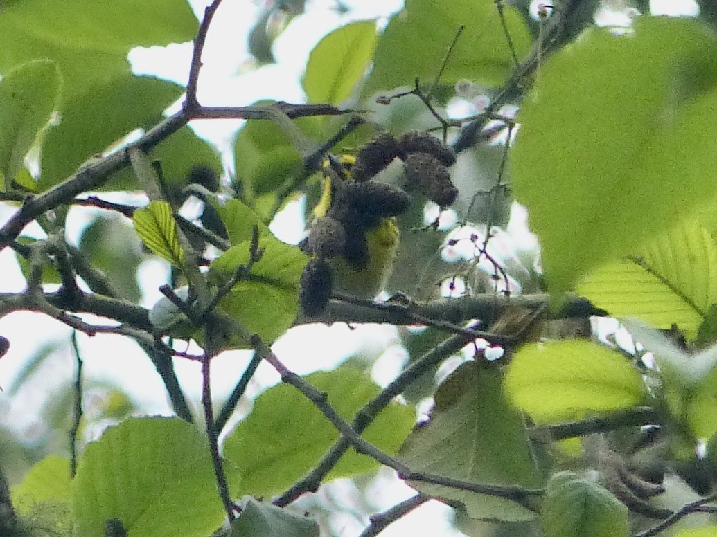 Townsend's Warbler - ML617803237