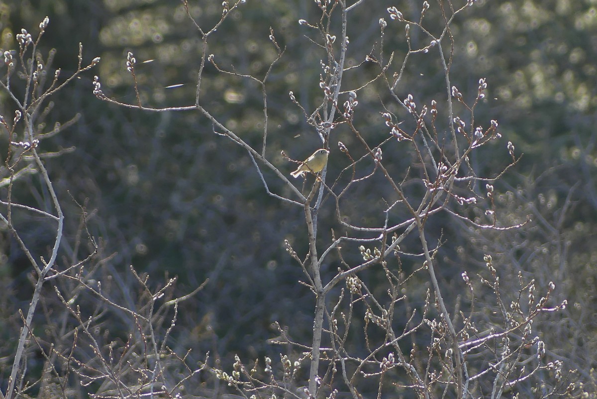 Ruby-crowned Kinglet - ML617803239