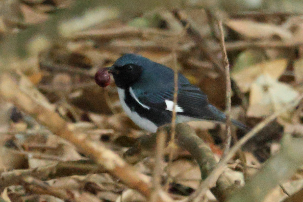 Black-throated Blue Warbler - Glenn Turner