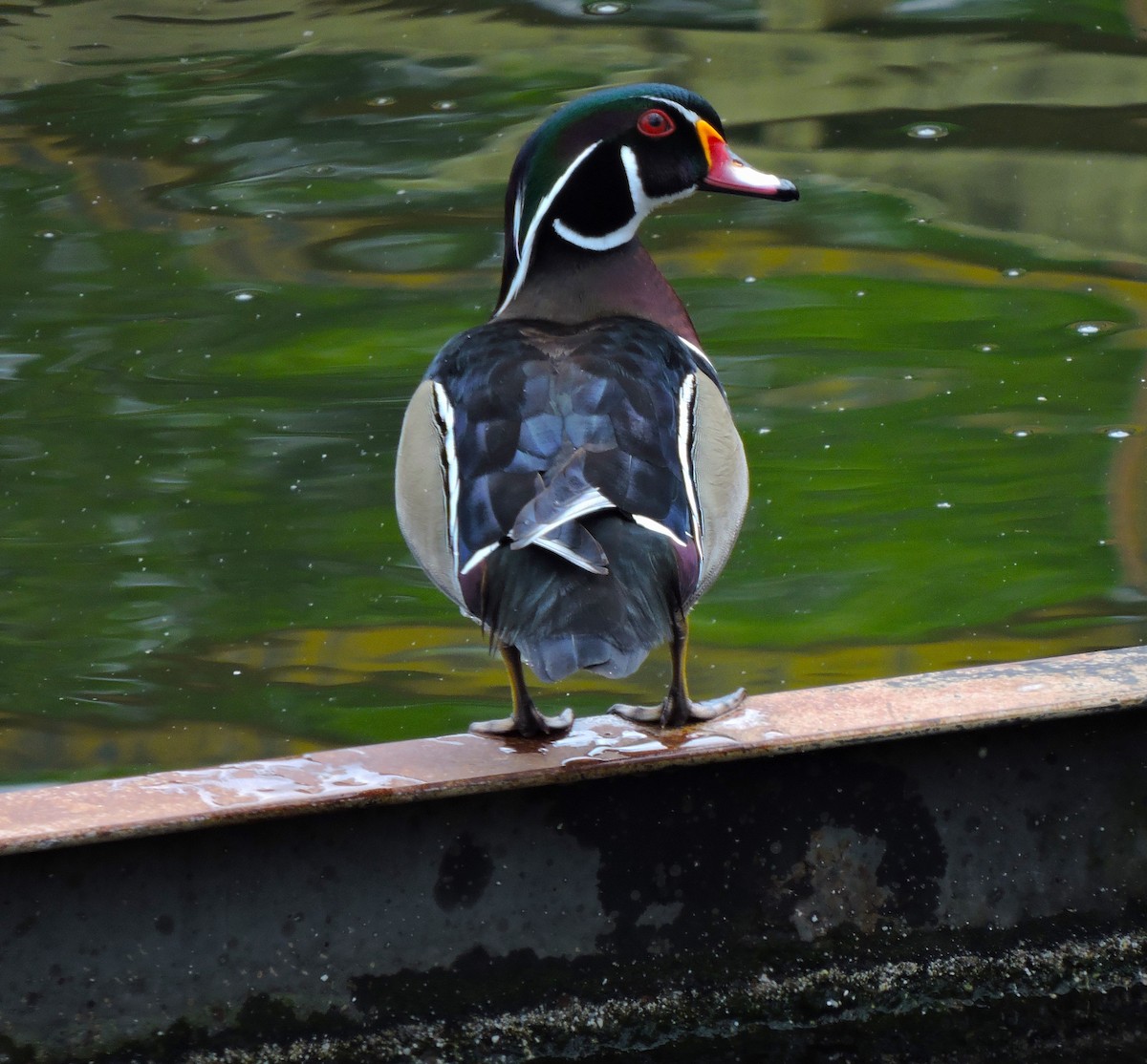 Wood Duck - ML617803258