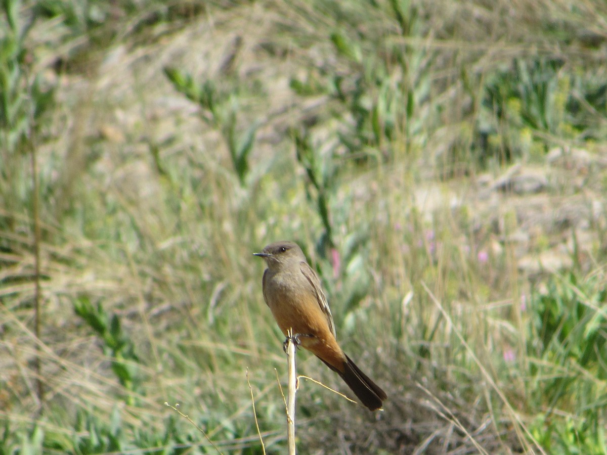 Say's Phoebe - John Koon