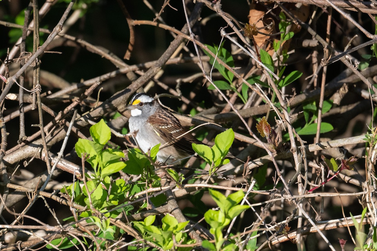 White-throated Sparrow - ML617803268