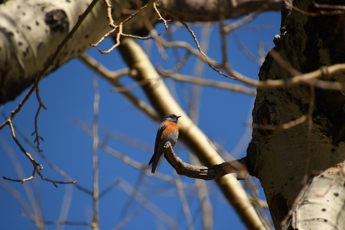 Western Bluebird - Team Sidhu-White