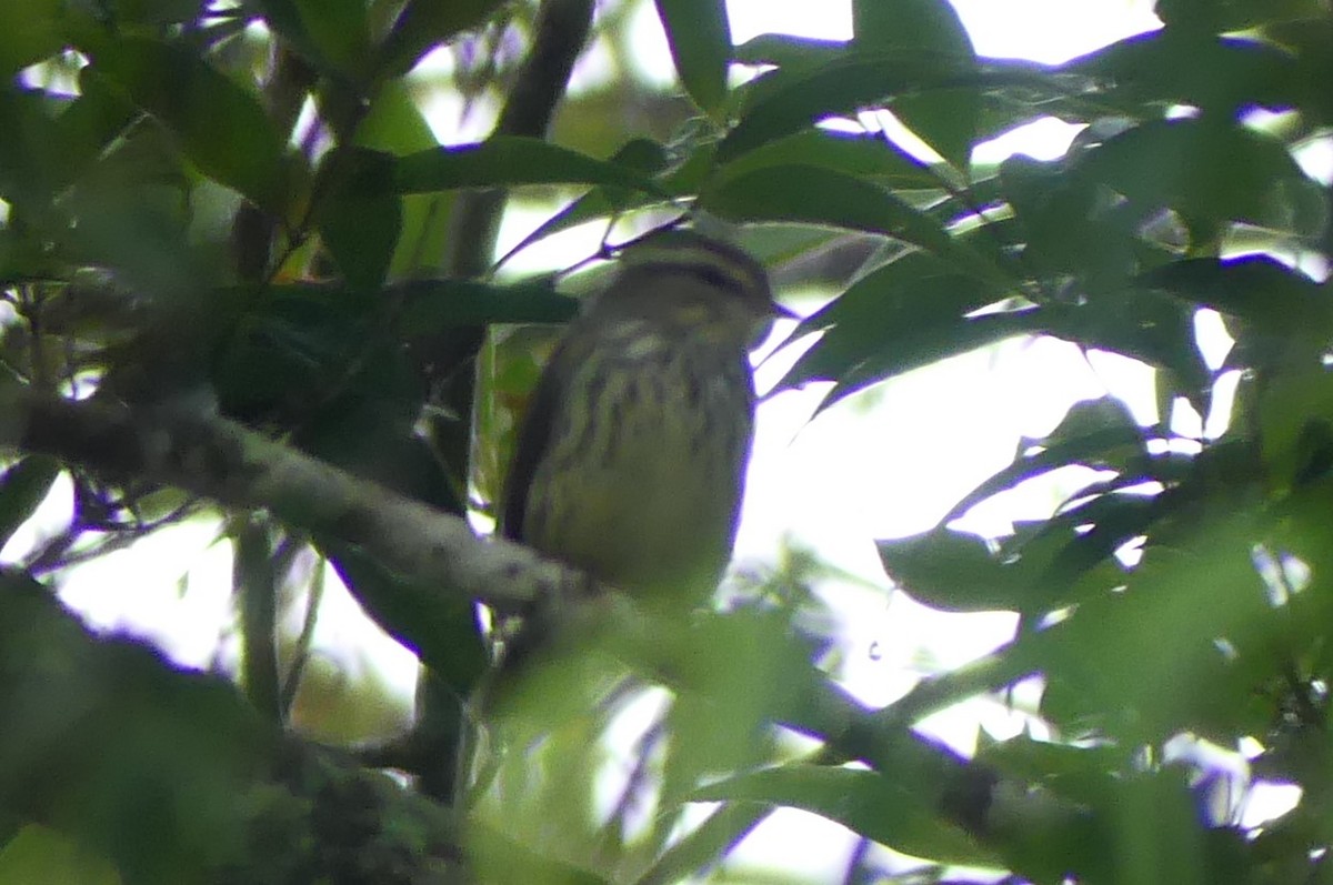 Northern Waterthrush - ML617803283