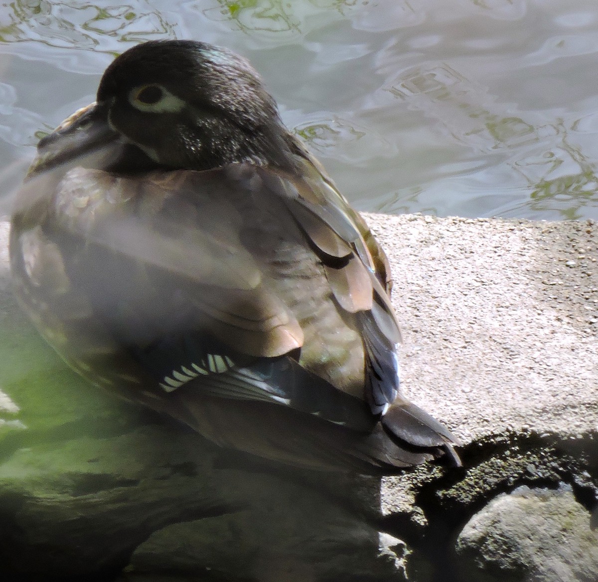 Wood Duck - Eric Michael