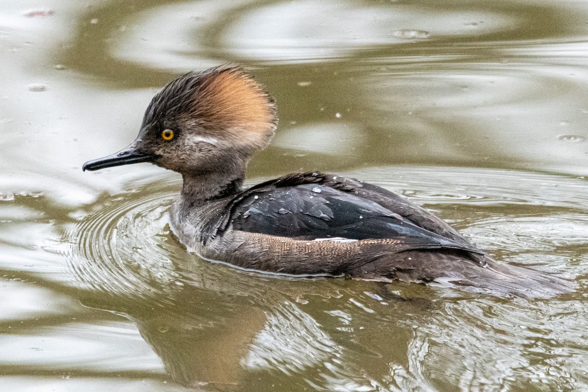 Hooded Merganser - ML617803321