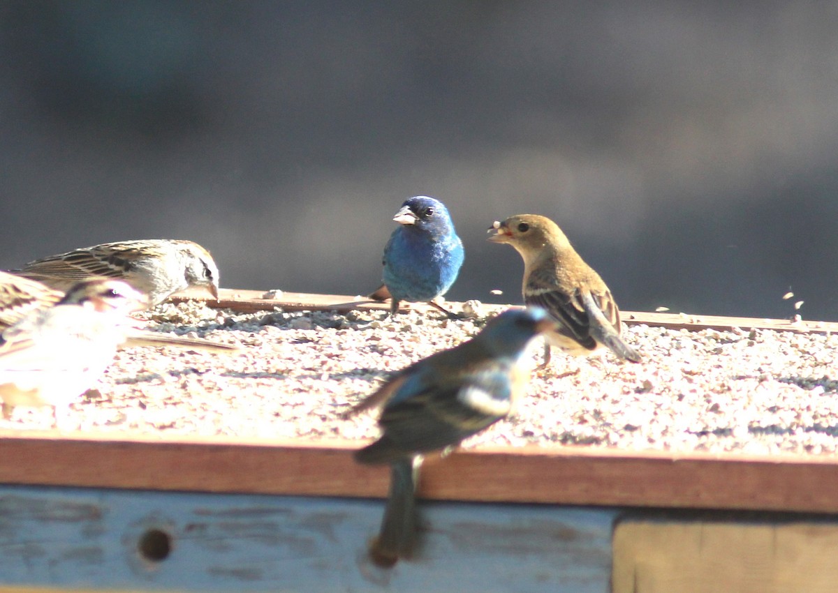 Indigo Bunting - Ken Tracey