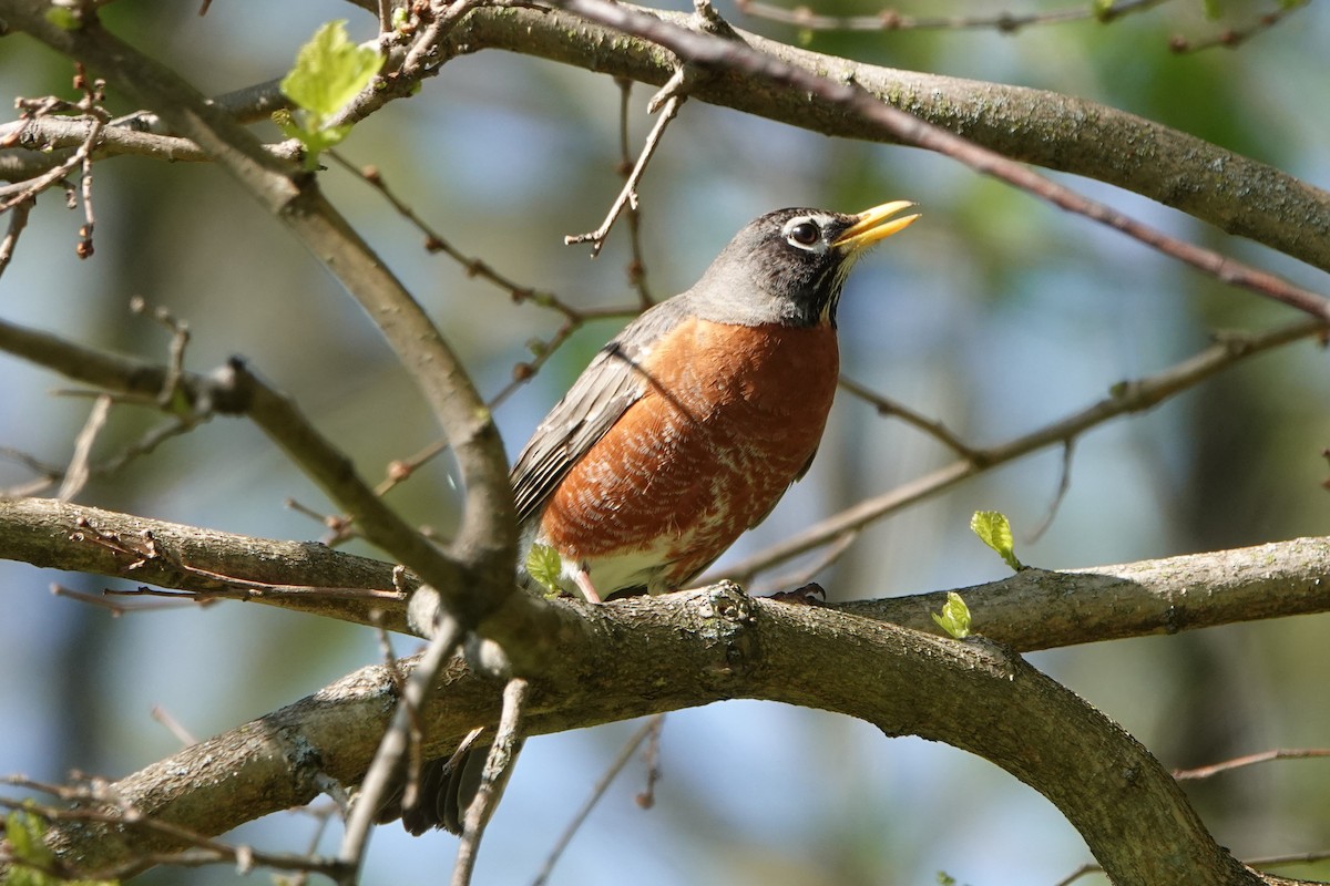 American Robin - ML617803361