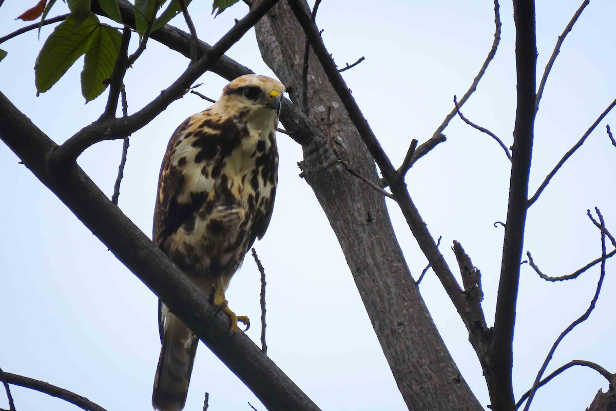 Gray-lined Hawk - Rogger Valencia Monroy