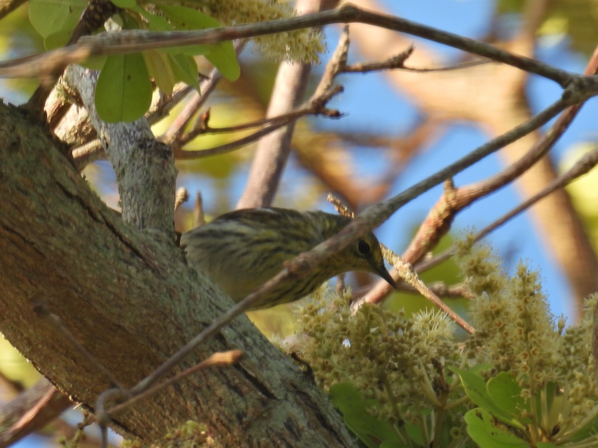 Cape May Warbler - ML617803386