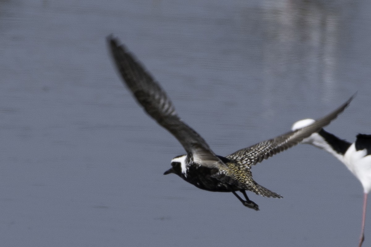 American Golden-Plover - ML617803429