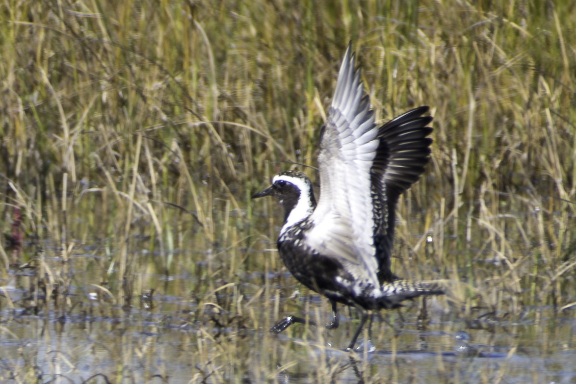 American Golden-Plover - ML617803450