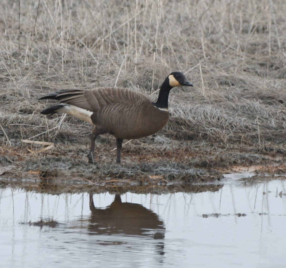 Barnacla Canadiense Grande (occidentalis/fulva) - ML617803456