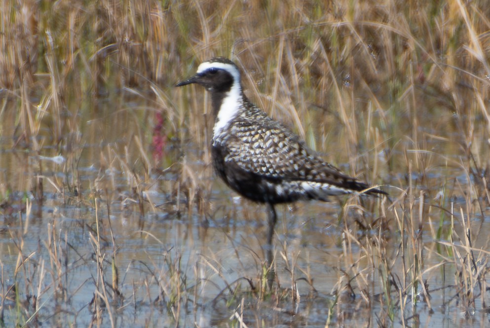 American Golden-Plover - ML617803467