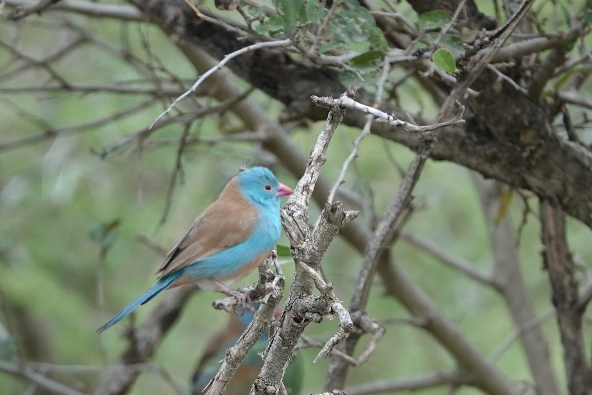 Blue-capped Cordonbleu - Jo Ellen Floer