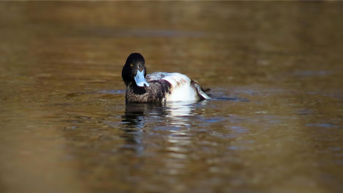 Lesser Scaup - Ian Lynch