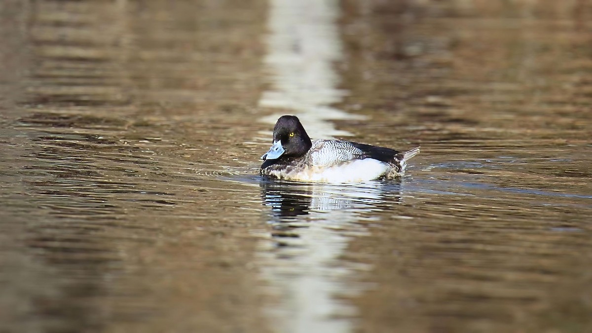 Lesser Scaup - Ian Lynch