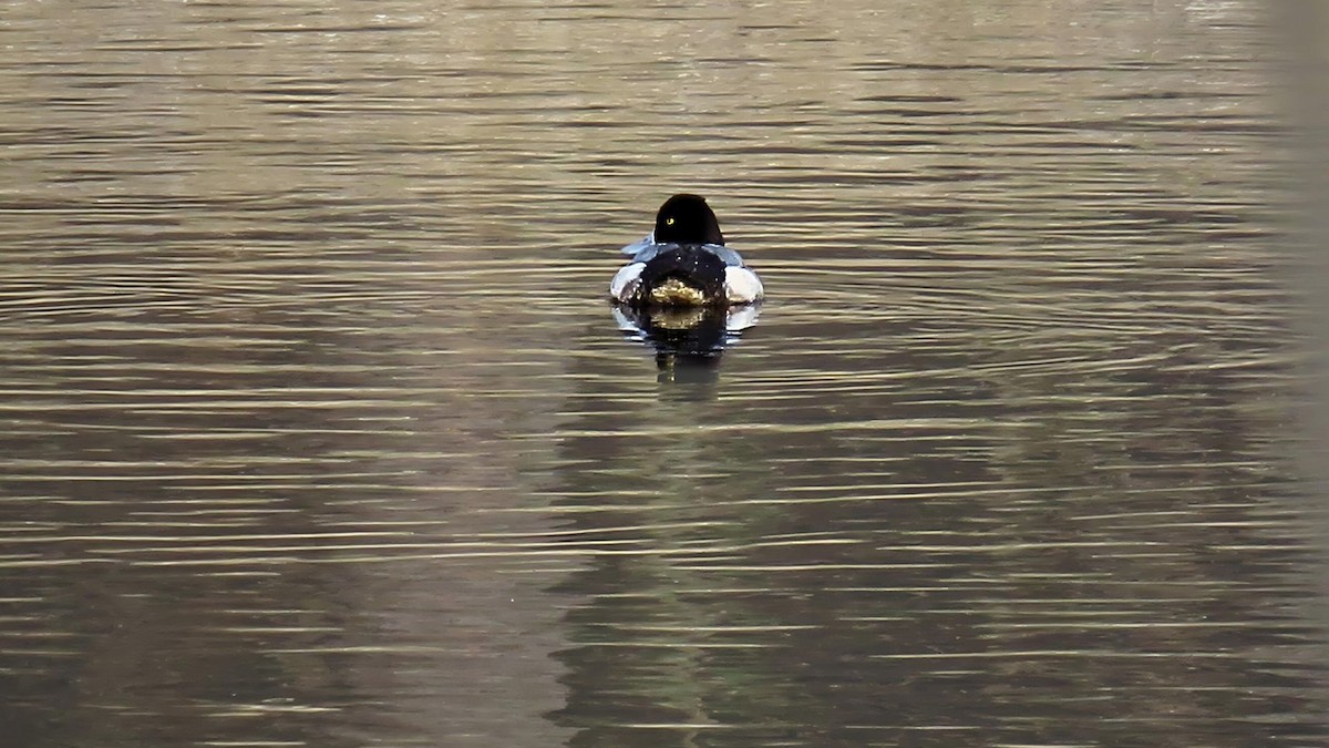 Lesser Scaup - Ian Lynch