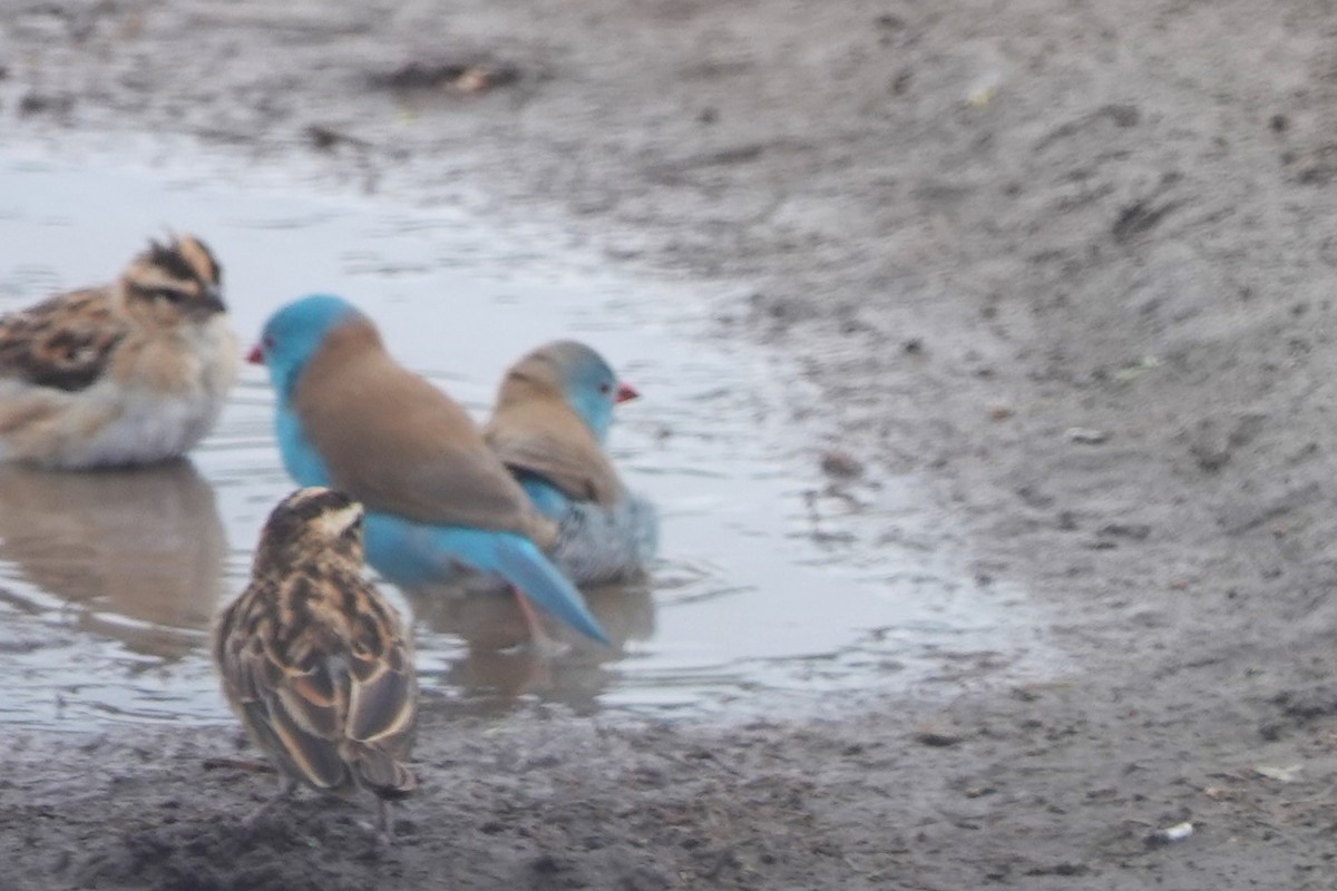 Blue-capped Cordonbleu - Jo Ellen Floer