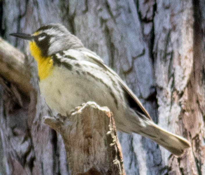 Yellow-throated Warbler (dominica/stoddardi) - ML617803562