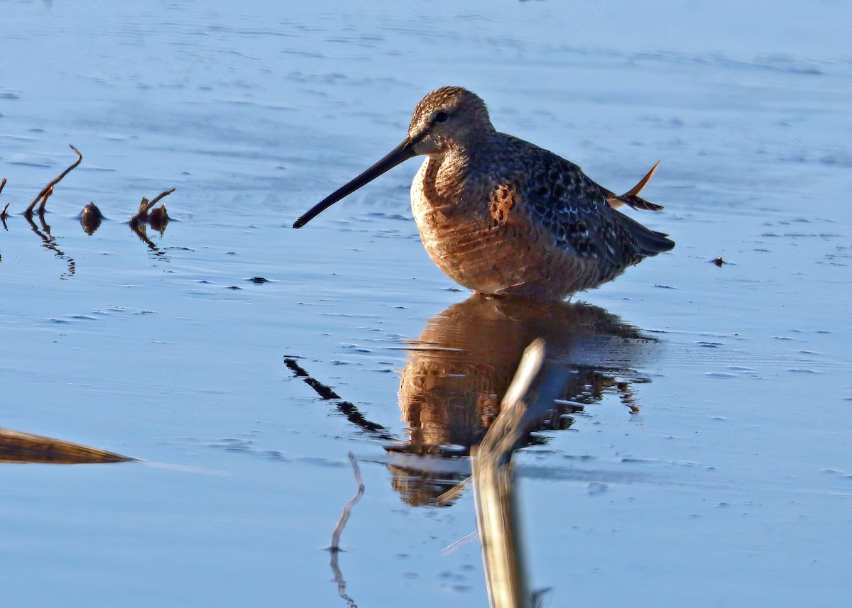 Long-billed Dowitcher - ML617803571