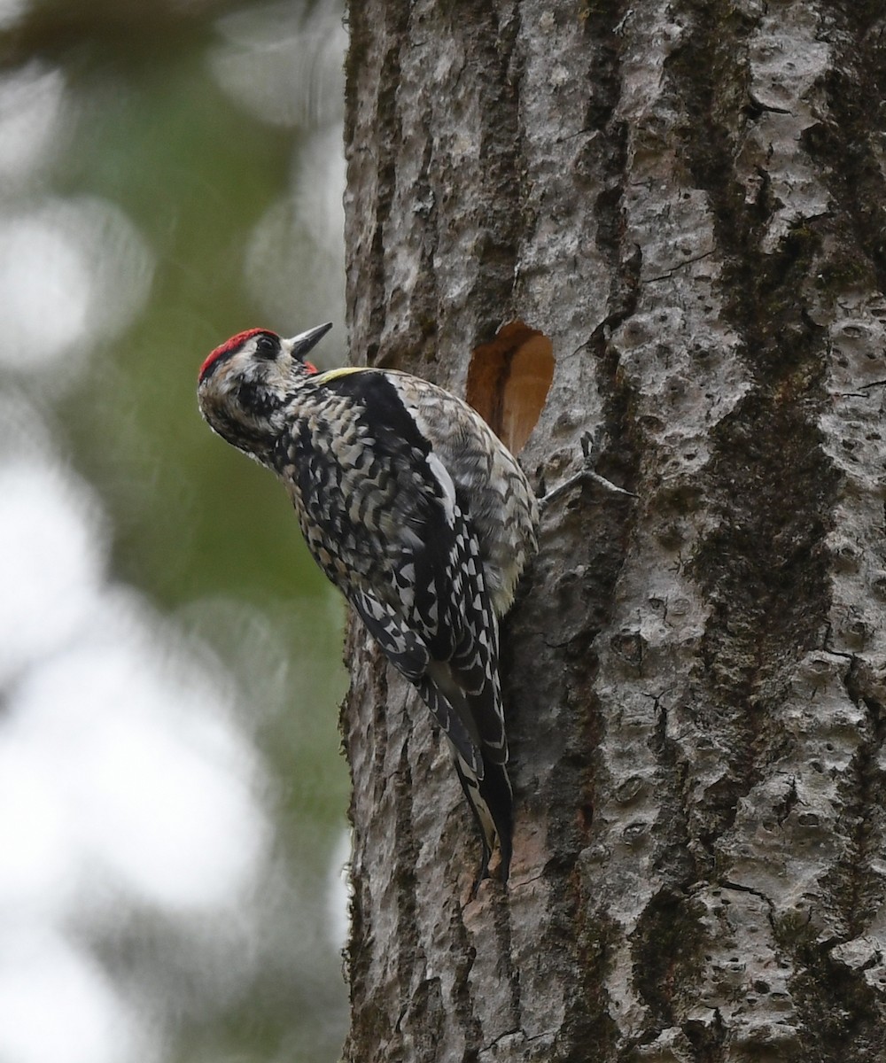 Yellow-bellied Sapsucker - ML617803582