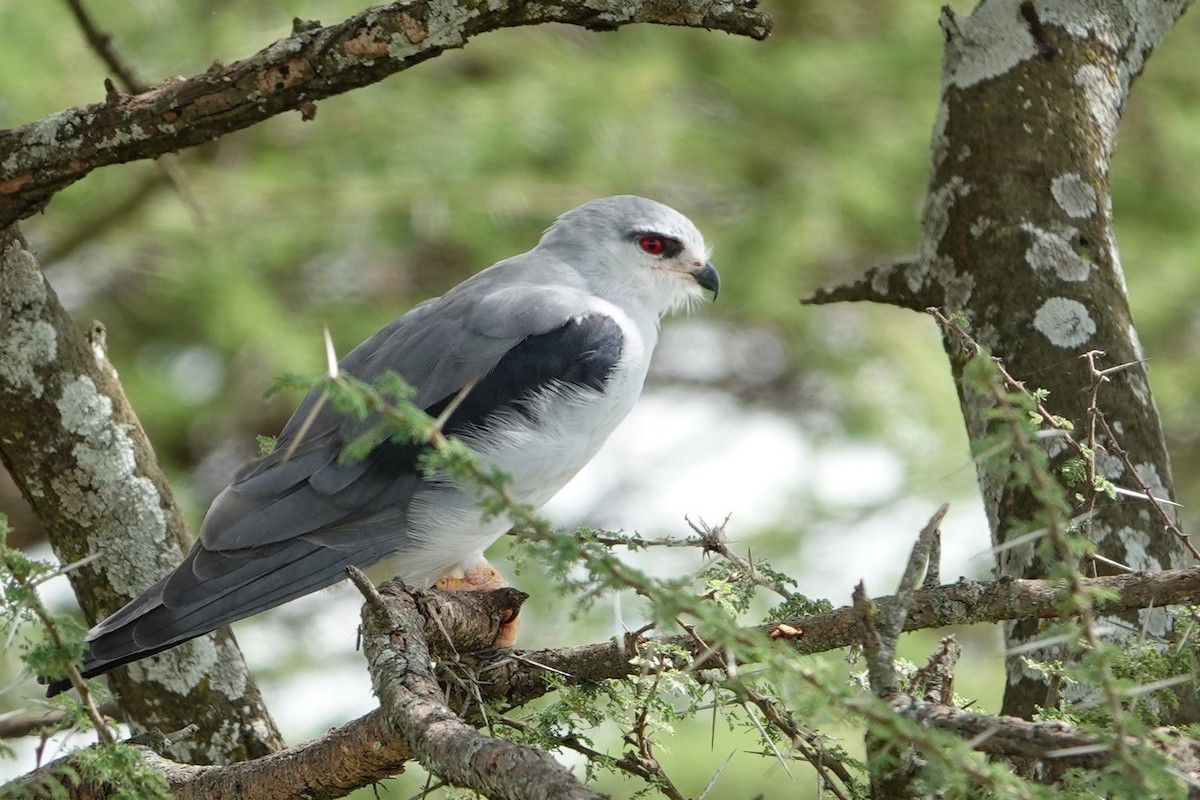 Black-winged Kite (African) - ML617803620