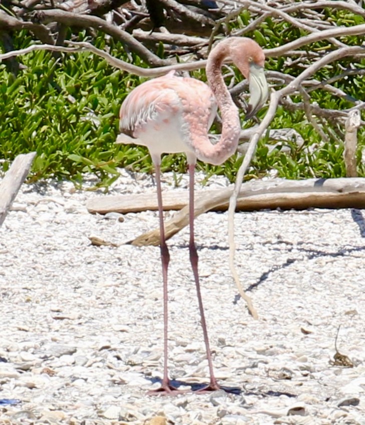Amerika Flamingosu - ML617803623