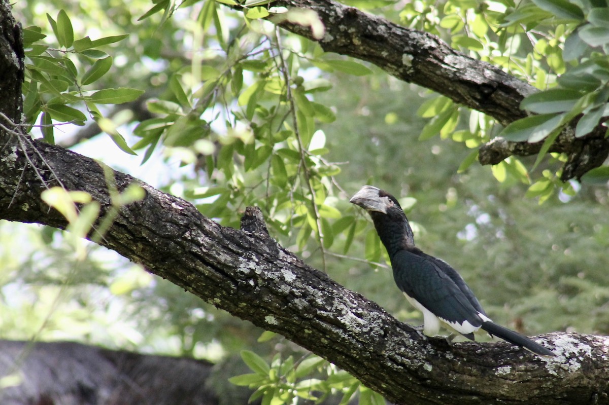 Trumpeter Hornbill - ML617803639