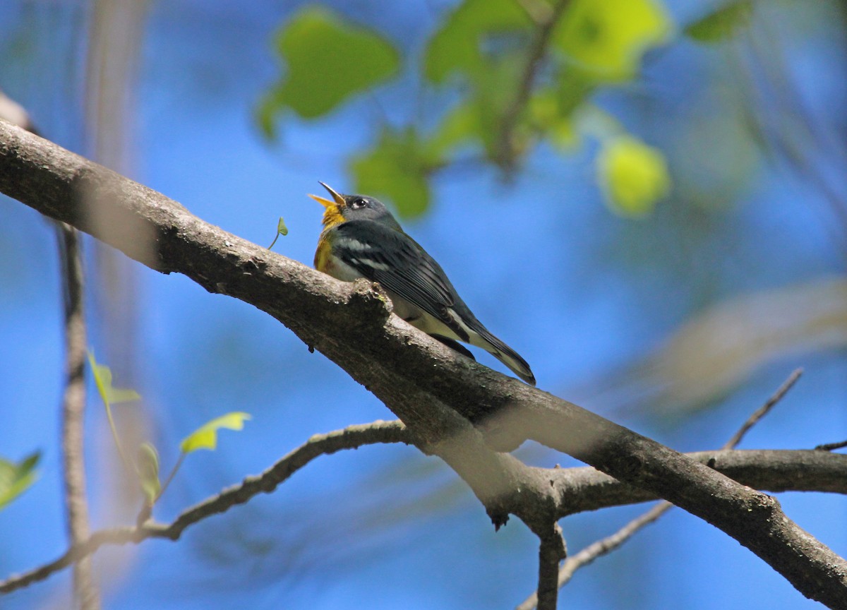 Northern Parula - Mark Linardi