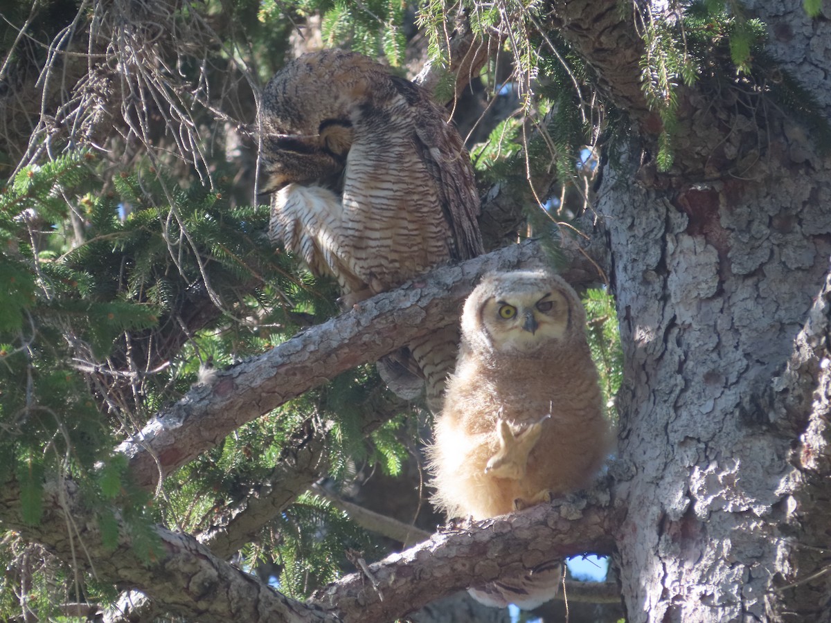 Great Horned Owl - J.A. Jensen