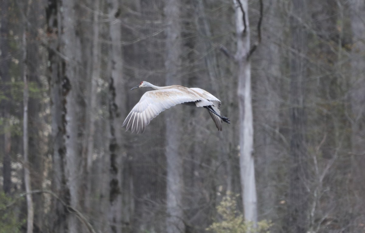 Sandhill Crane - ML617803712