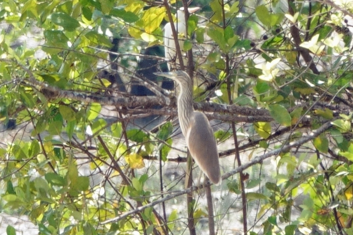 Squacco Heron - Carl Haynie