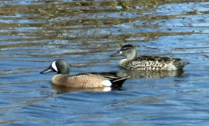 Blue-winged Teal - Carol Berney