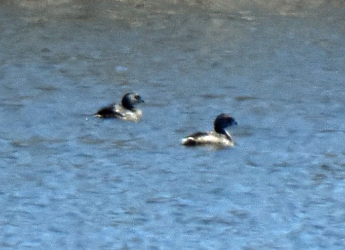 Pied-billed Grebe - Carol Berney