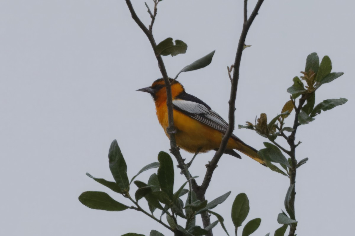 Bullock's Oriole - ML617803760