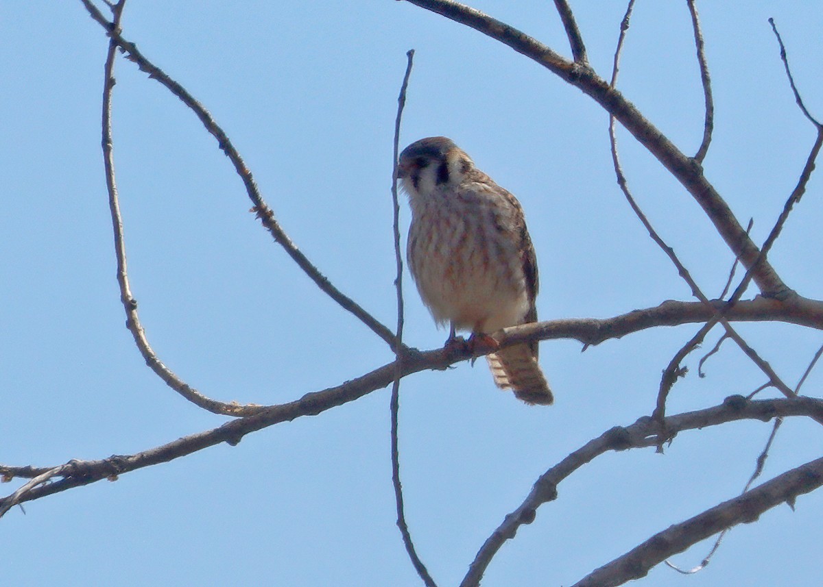 American Kestrel - ML617803763