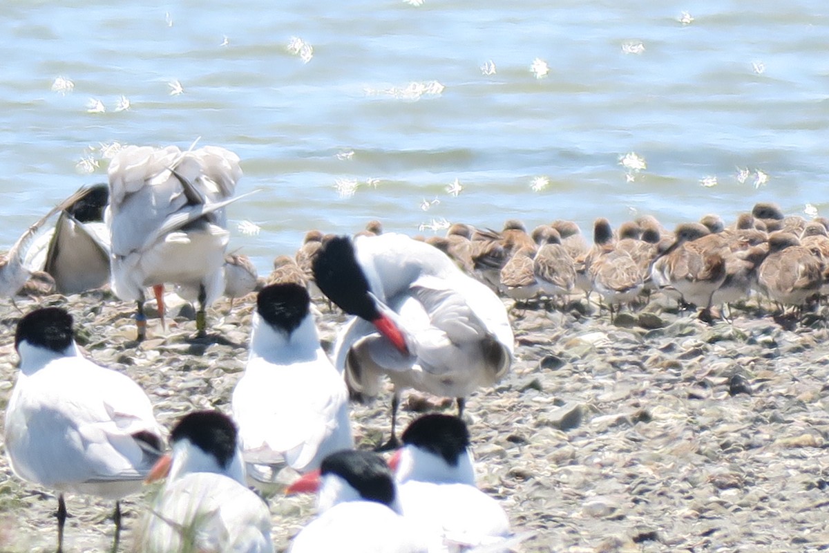 Caspian Tern - ML617803777