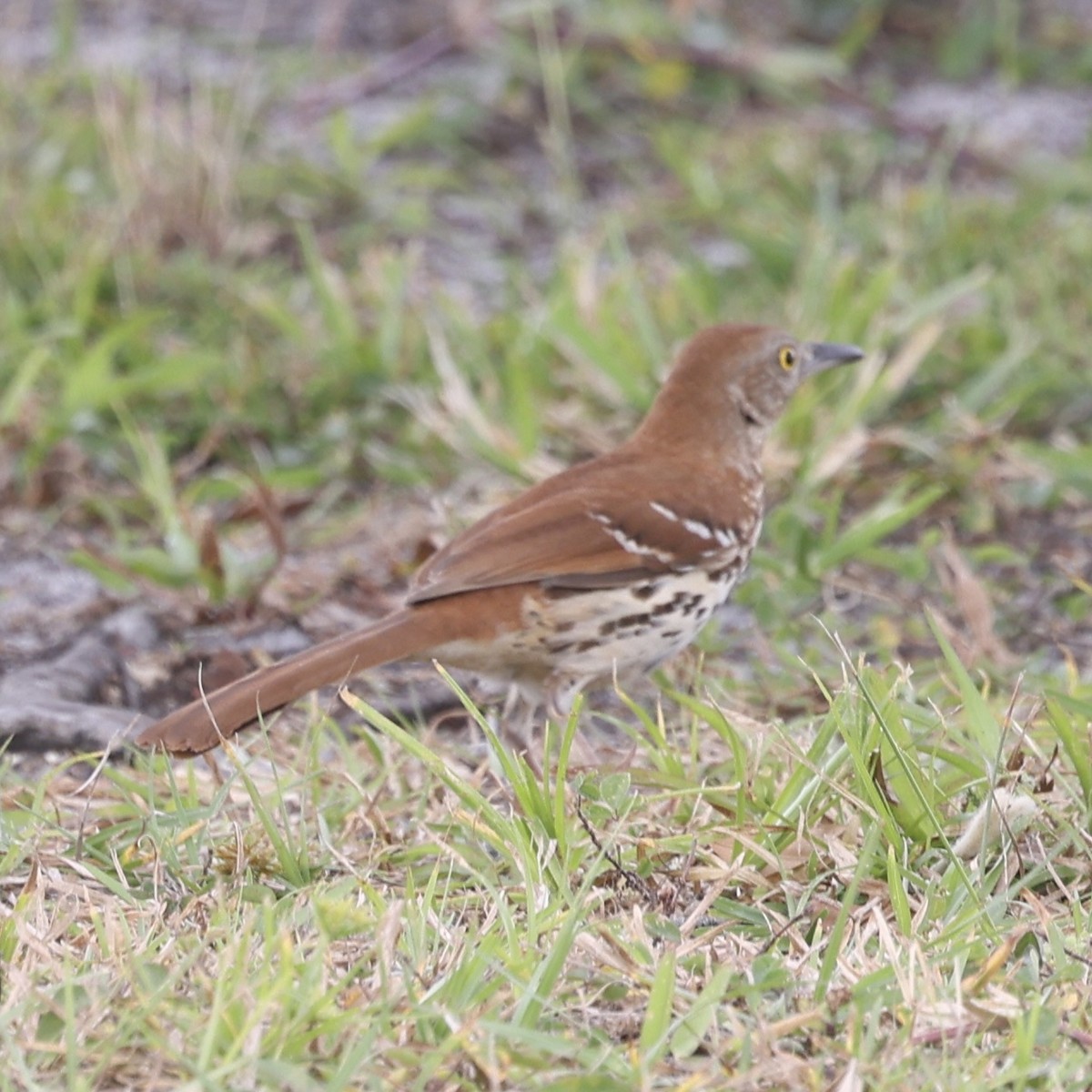 Brown Thrasher - Glenn and Ellen Peterson