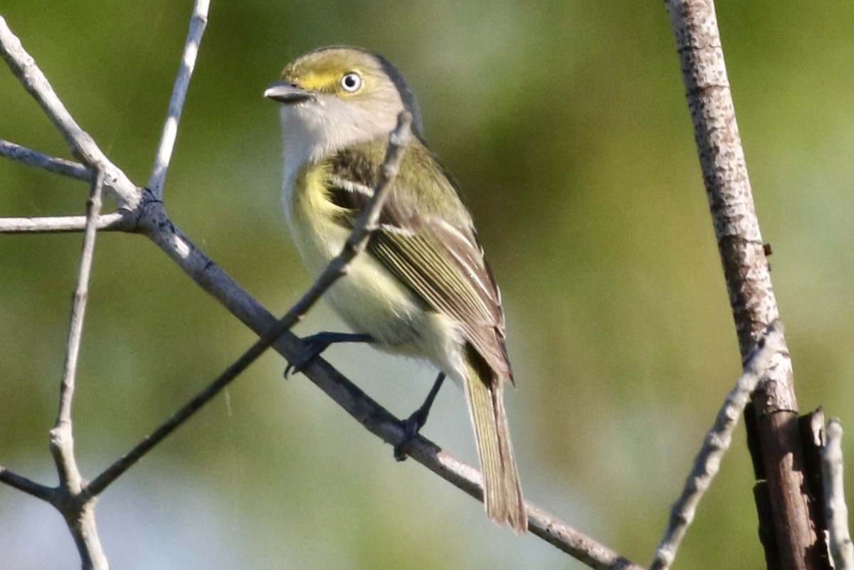 hvitøyevireo - ML617803781