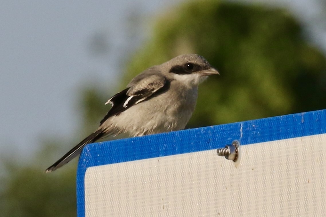 Loggerhead Shrike - David Alpeter