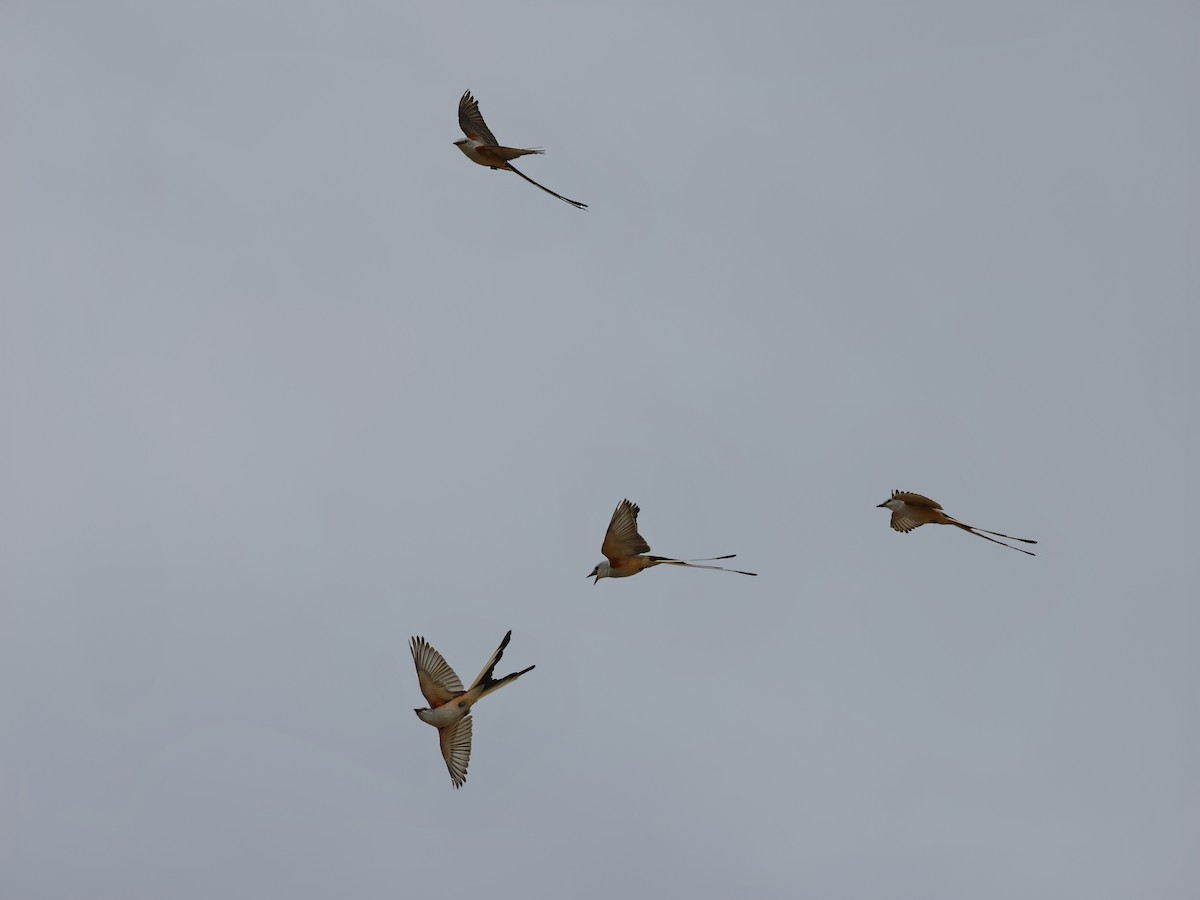 Scissor-tailed Flycatcher - ML617803801