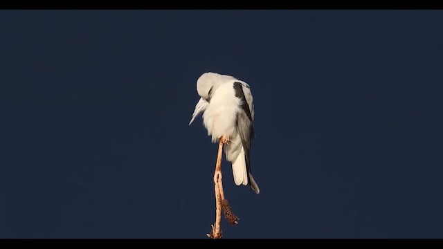 Black-shouldered Kite - ML617803804